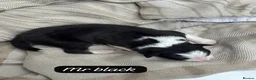 Australian Shepherd dogs for sale: Outstanding Merle/Black and Tan KC Reg Puppies  - Advert 28