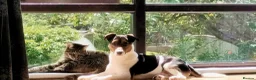 Jack Russell dogs for stud: Buddy for stud  - Advert 3