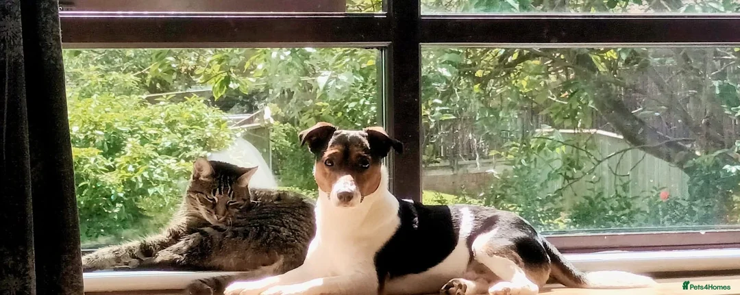 Jack Russell dogs for stud: Buddy for stud  - Advert 3