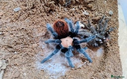 Spiders invertebrates for sale: Mexican Golden Red Rump Tarantula for Sale - Image 2