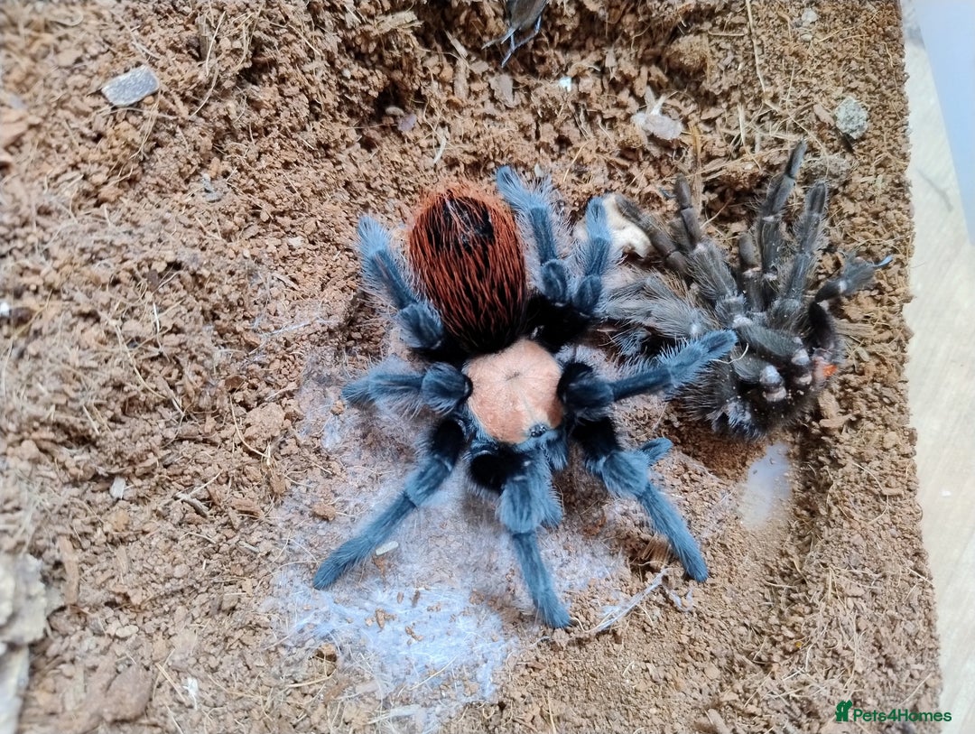 Spiders invertebrates for sale: Mexican Golden Red Rump Tarantula for Sale - Image 2