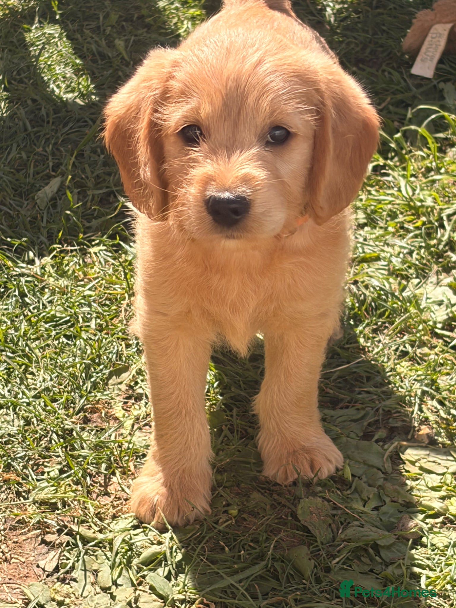 Labradoodle dogs Red/light apricot Labradoodles for sale  - Advert 3