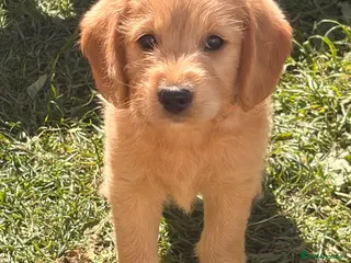 Labradoodle dogs Red/light apricot Labradoodles for sale - Advert 12