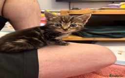 Bengal cats for sale: Beautiful Bengal x tabby 2 girls available  - Image 4