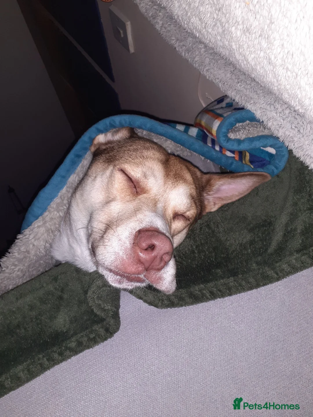 Mixed Breed dogs for sale: Miss narlah looking for a Mr right forever in Birmingham - Advert 11