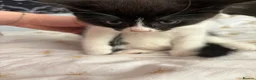Mixed Breed cats for sale: Black and white kittens for sale  - Advert 9