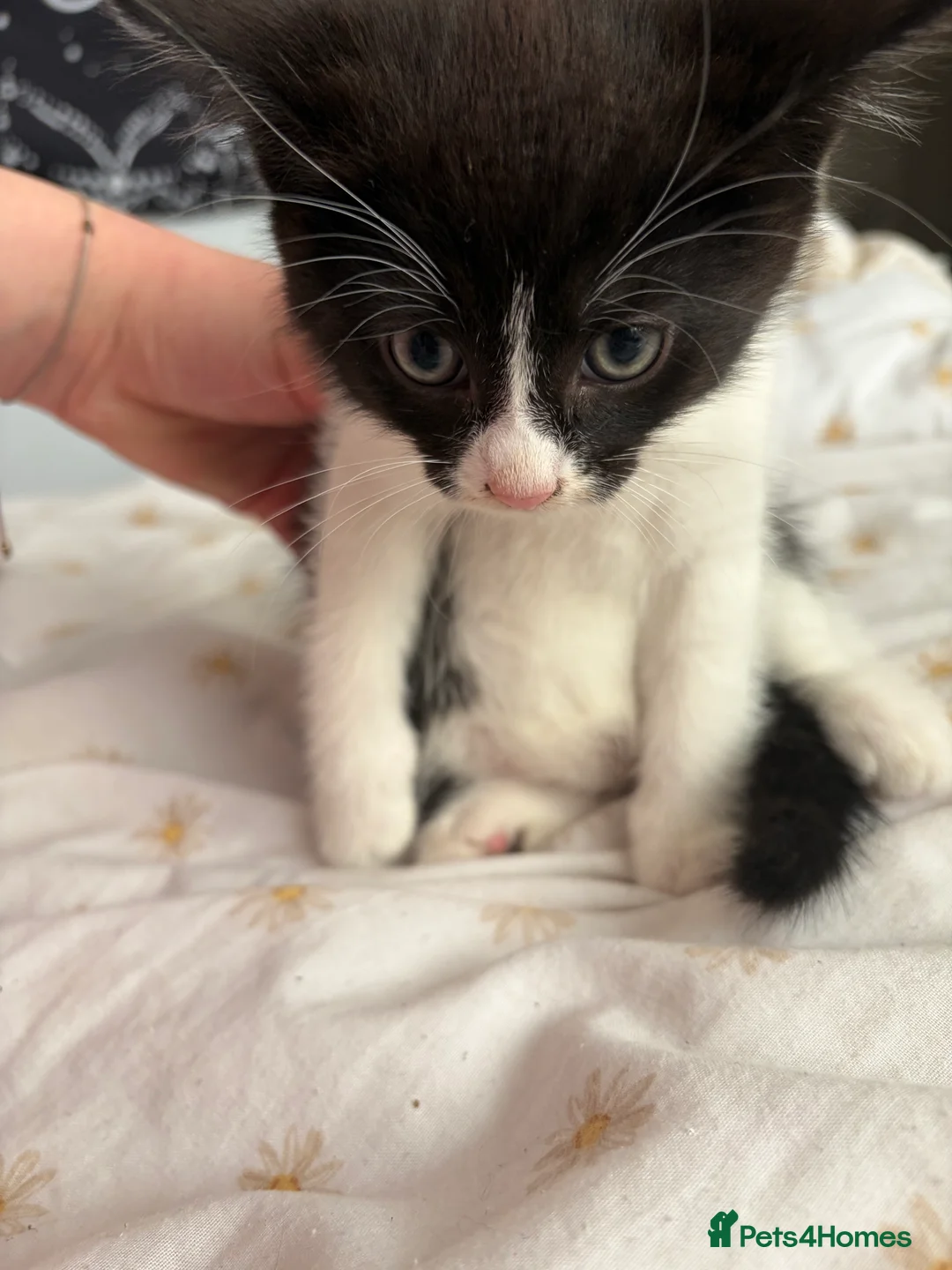Mixed Breed cats for sale: Black and white kittens for sale  - Advert 9