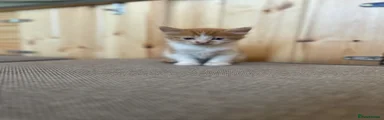 Kitten 4