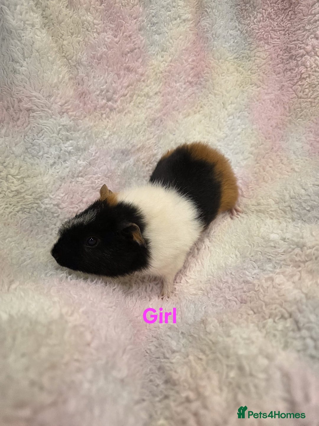 Guinea Pig rodents for sale: Baby Guinea Pigs for Sale 🐹 - Advert 3