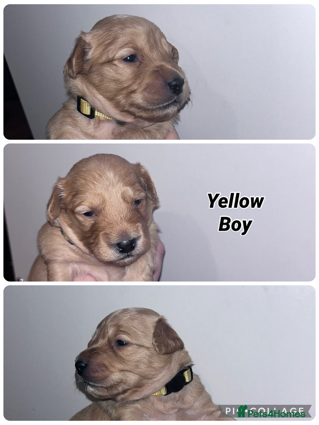 Goldendoodle dogs for sale: F1 mini Goldendoodles - Advert 20