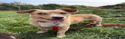 Mixed Breed dogs for adoption: Klara, could you be her special person ❤️ - Advert 5