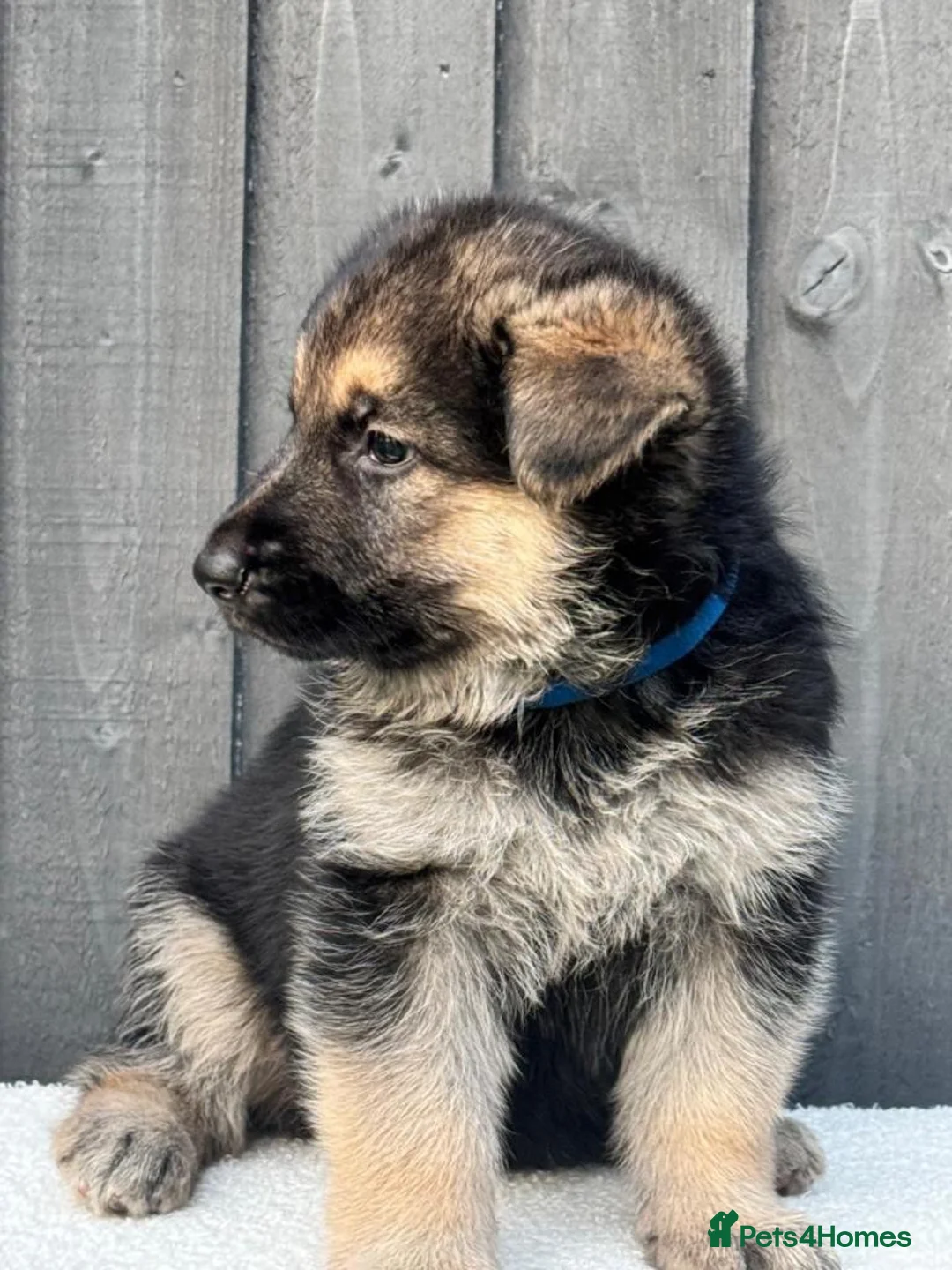 German Shepherd dogs for sale: German Shepherd Puppies in Gosport - Advert 2