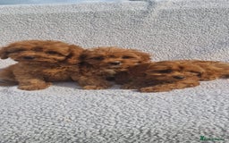 Cavapoo dogs for sale: Exquisite little cavapoos ready to go! - Image 7
