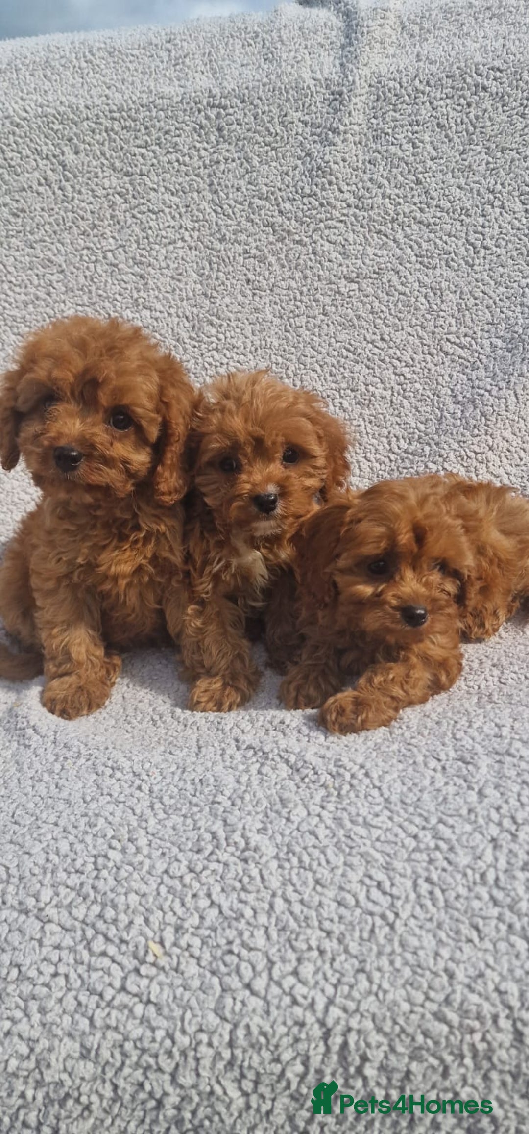 Cavapoo dogs for sale: Exquisite little cavapoos ready to go! - Image 7