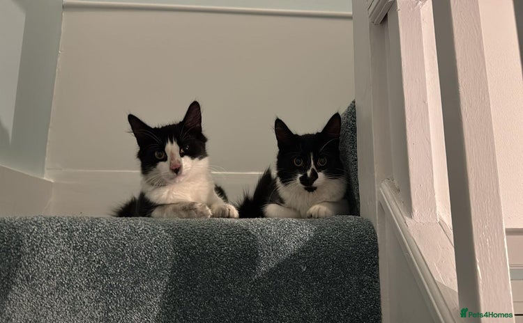 Mixed Breed cats - Advert 11