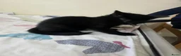 Bengal cats for sale: Stunning Bengal Cross Kittens - Advert 33