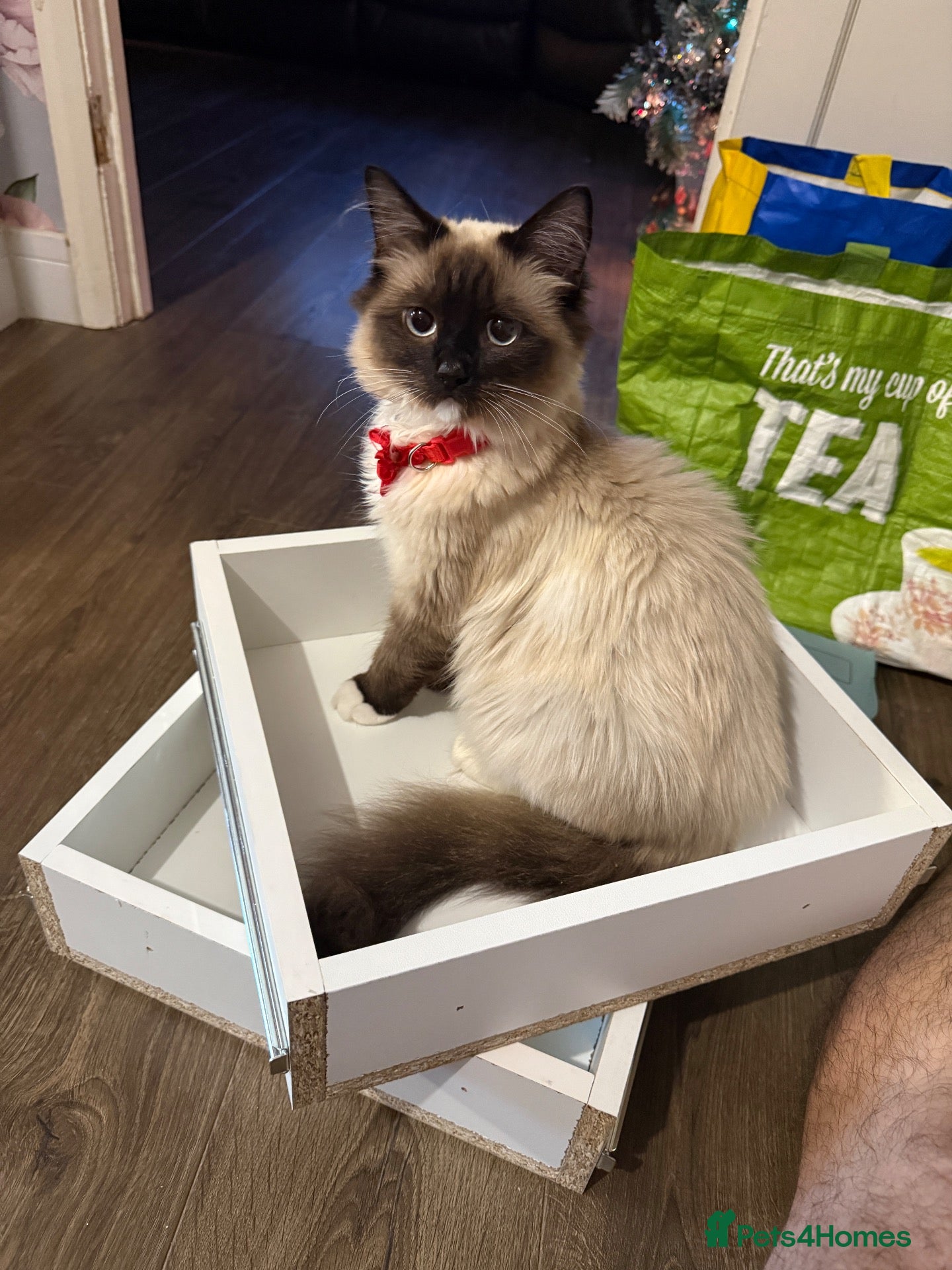 Mixed Breed cats Ragdoll mum and ginger dad  - Advert 2