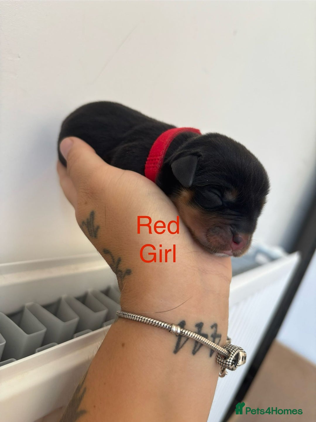 Rottweiler dogs for sale: Rottweiler puppies - Image 5
