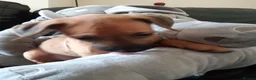 Rhodesian Ridgeback dogs for sale: 🦁RHODESIAN RIDGEBACKS PUPPIES🦁  - Advert 12