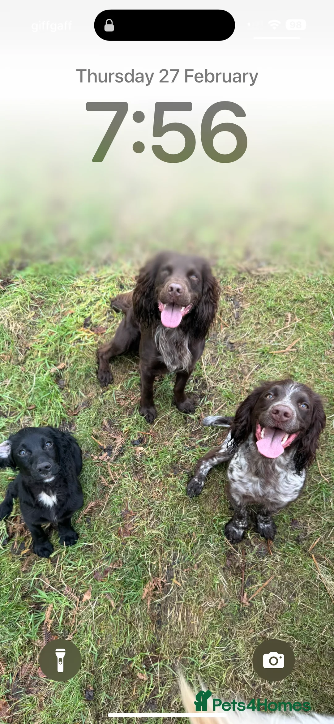 Cocker Spaniel dogs for stud: Working cocker for Stud *proven* in Penicuik - Advert 20