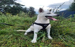 Mixed Breed dogs for adoption: 💖🐶 LUNA 🐶💖 - Image 6