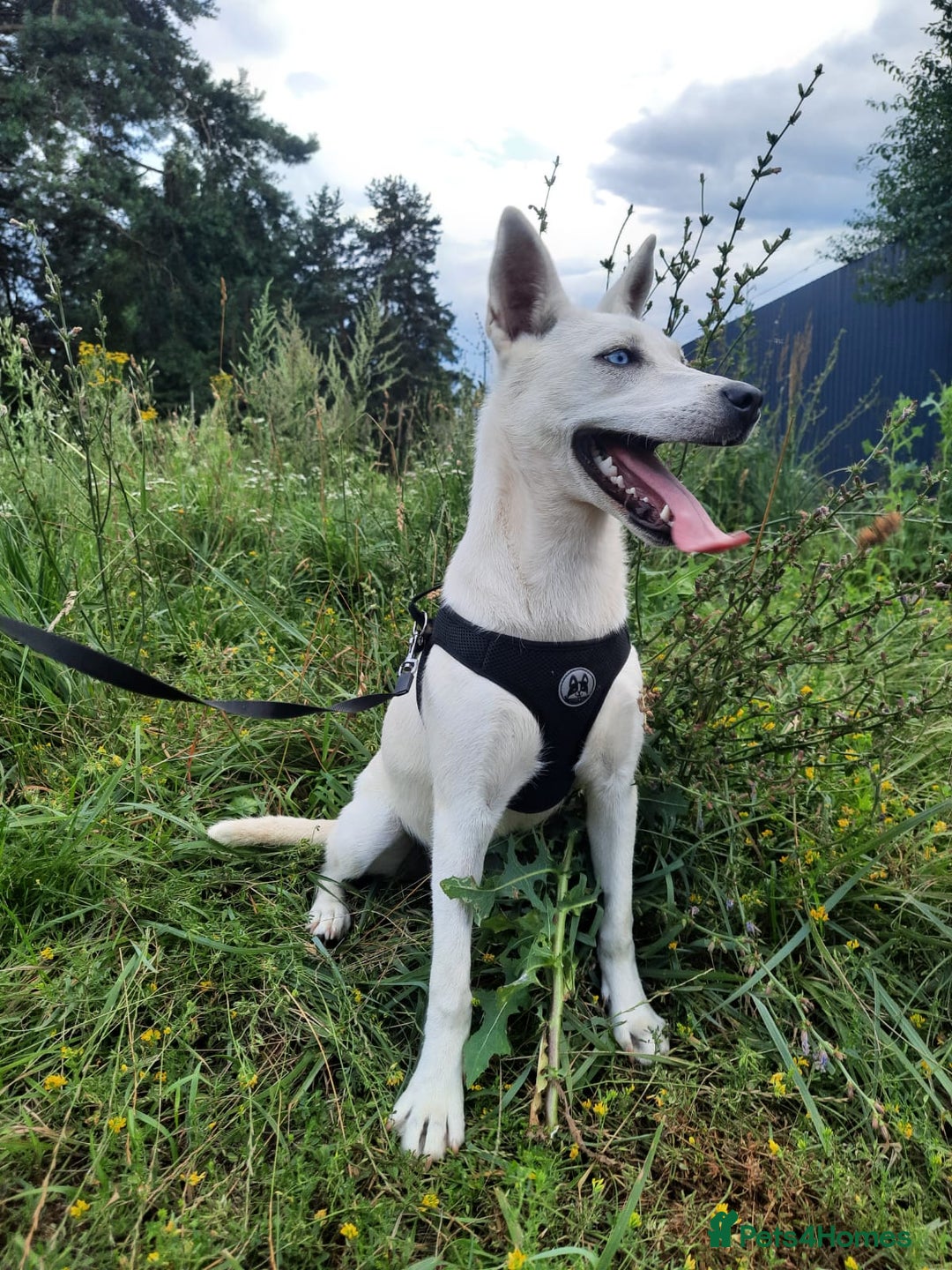 Mixed Breed dogs for adoption: 💖🐶 LUNA 🐶💖 - Image 6