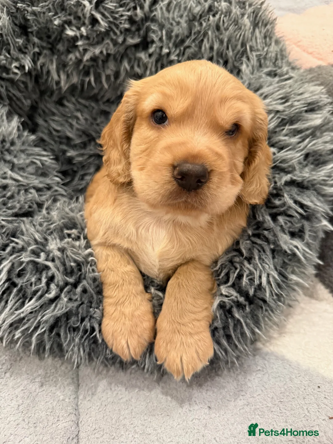 Cocker Spaniel dogs for sale: Beautiful Working KC Registered Cocker Spaniels - Advert 1