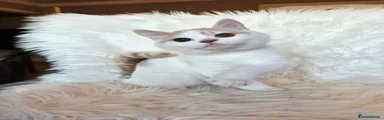 Cream harli
