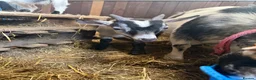 Goats livestock for sale: 4 beautiful Pygmy kids ❤️ - Advert 7