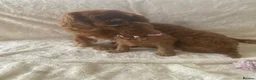 Cavapoo dogs for sale: F1 Toy Cavapoo puppies - Advert 2