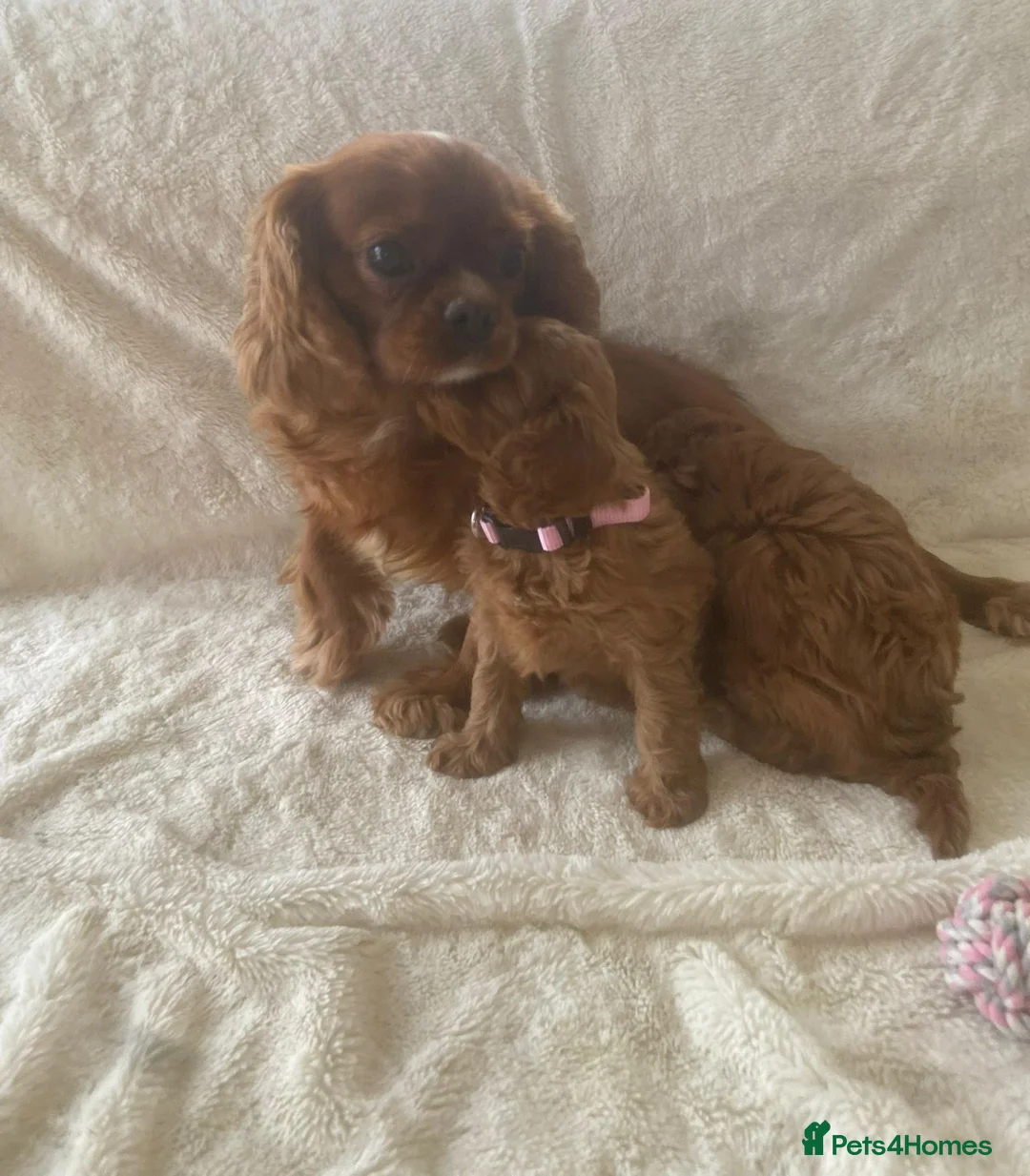 Cavapoo dogs for sale: F1 Toy Cavapoo puppies - Advert 2
