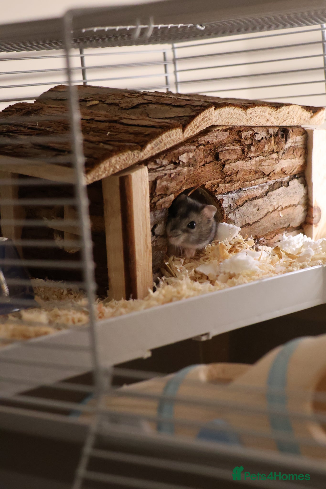 Hamster rodents Roborovski Hamster  - Advert 1