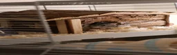Hamster rodents for sale: Roborovski Hamster  in Wembley - Advert 1
