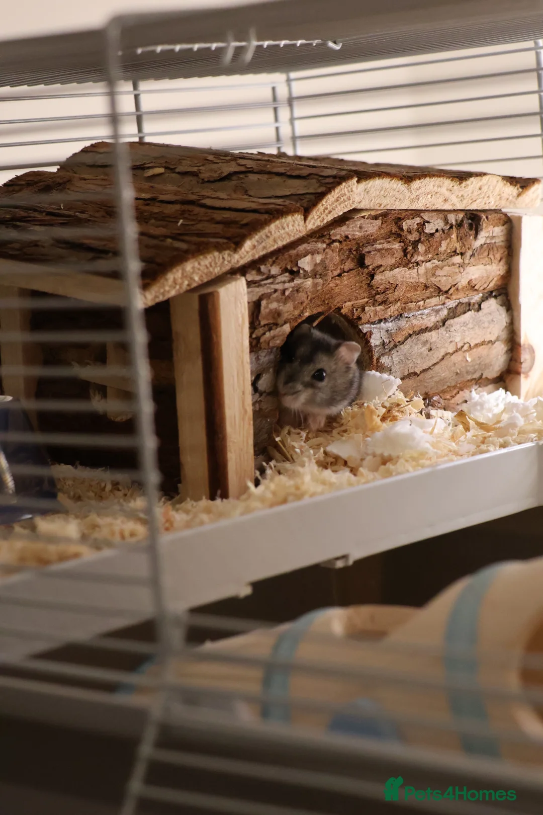 Hamster rodents for sale: Roborovski Hamster  in Wembley - Advert 1