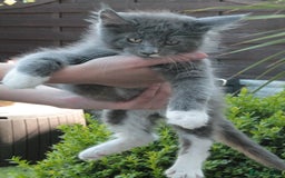 Maine Coon cats for sale: Boy 2 - Rain  - TICA Pedigree Kittens - Imported Parents - Image 11