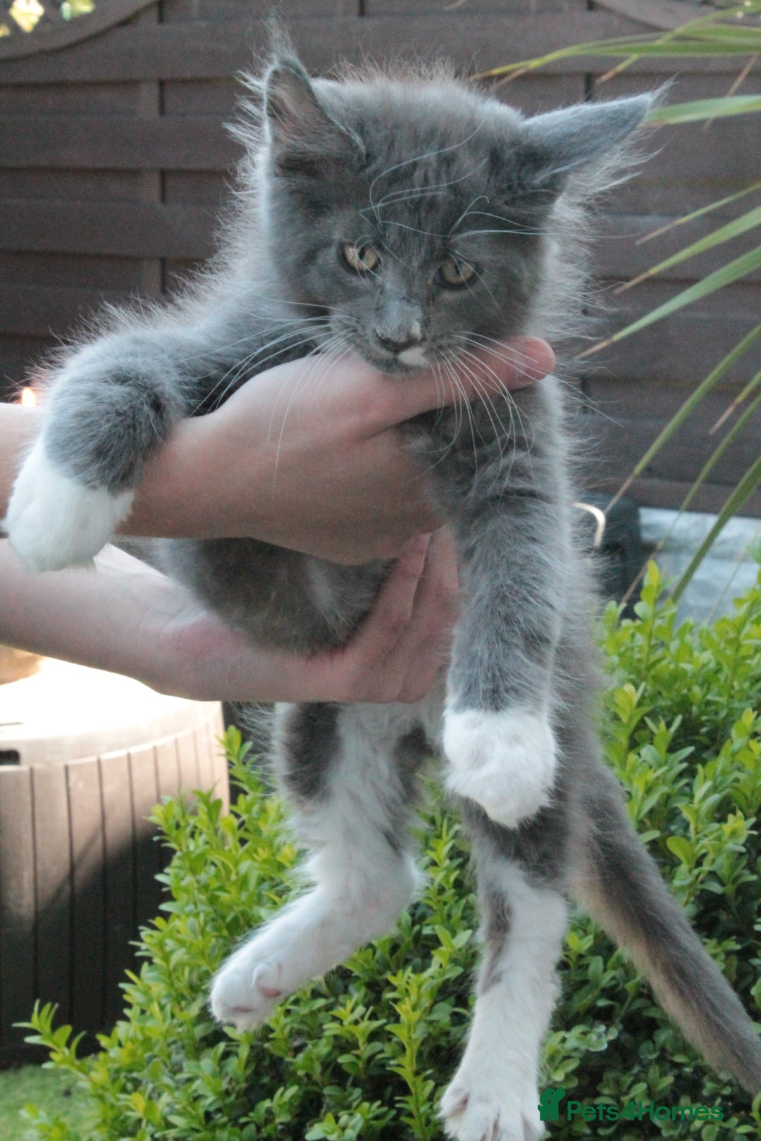 Maine Coon cats for sale: Boy 2 - Rain  - TICA Pedigree Kittens - Imported Parents - Image 11