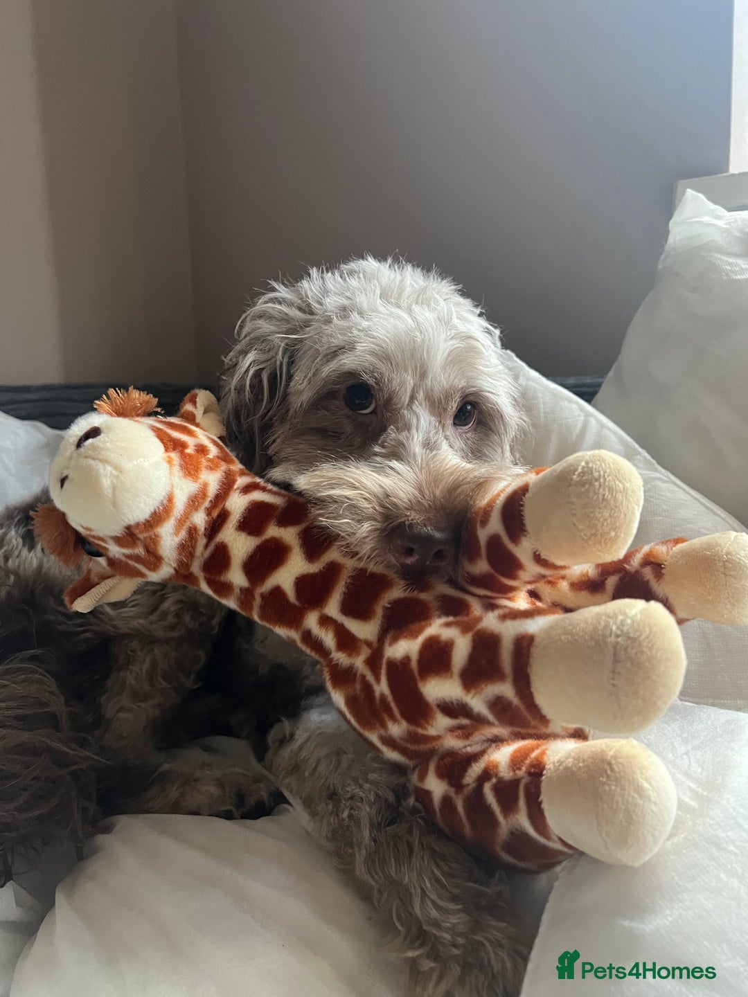 Cockapoo dogs for sale: Cockapoo  - Image 1
