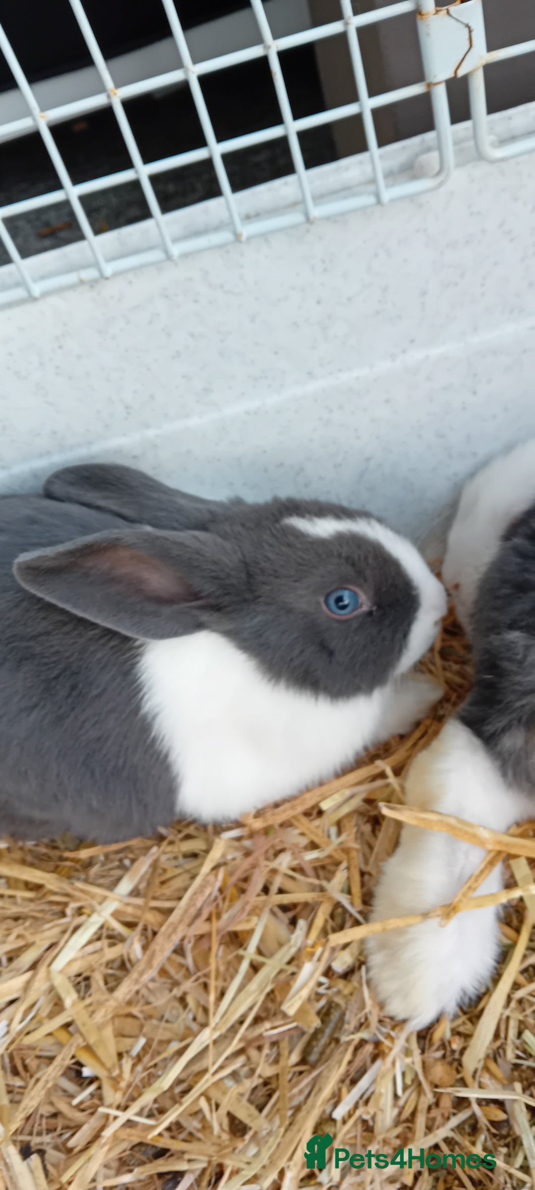 Mini Lop rabbits for sale: Cuddle beautiful mini lop bunnies  - Advert 4