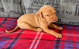 Hungarian Vizsla dogs for sale: Wonderful puppies from mum with 0/0 hip score.  - Image 20