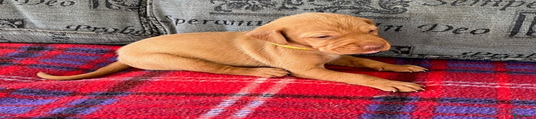 Hungarian Vizsla Puppy 5