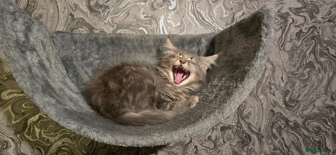 Maine Coon cats for sale: Aurora - Stunning Female Maine Coon - Image 16