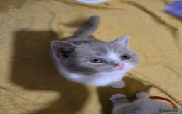 British Shorthair cats for sale: Full Britishshort hair kittens ready wendesday - Image 14