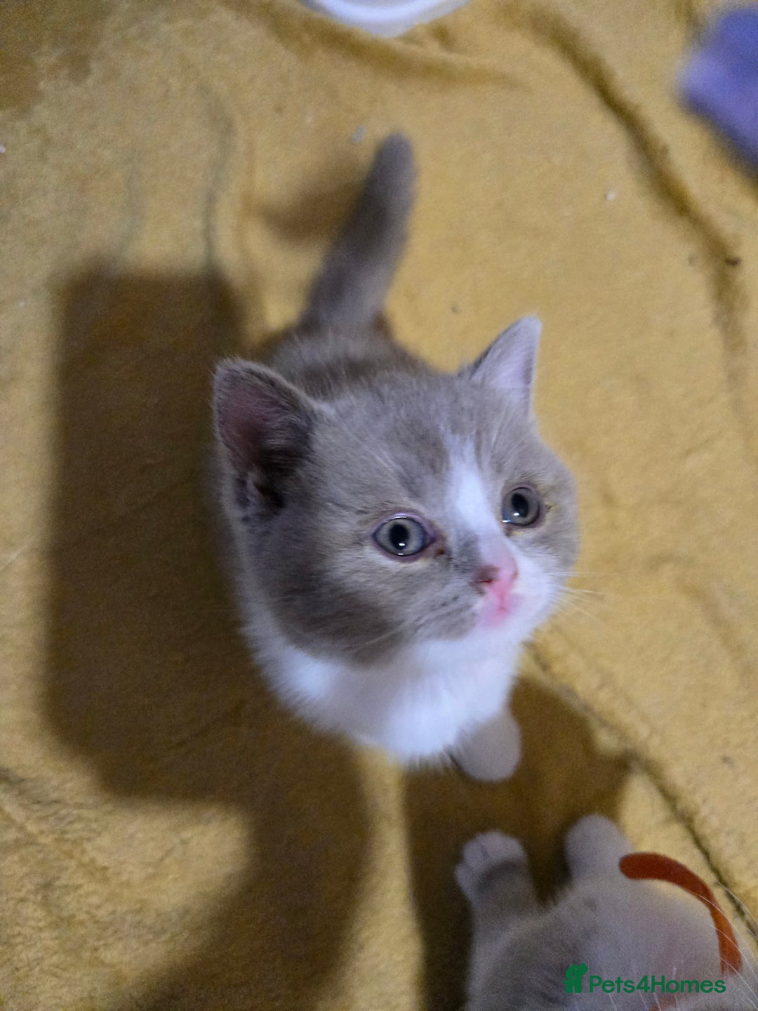 British Shorthair cats for sale: Full Britishshort hair kittens ready wendesday - Image 14