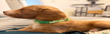 Green Collar 