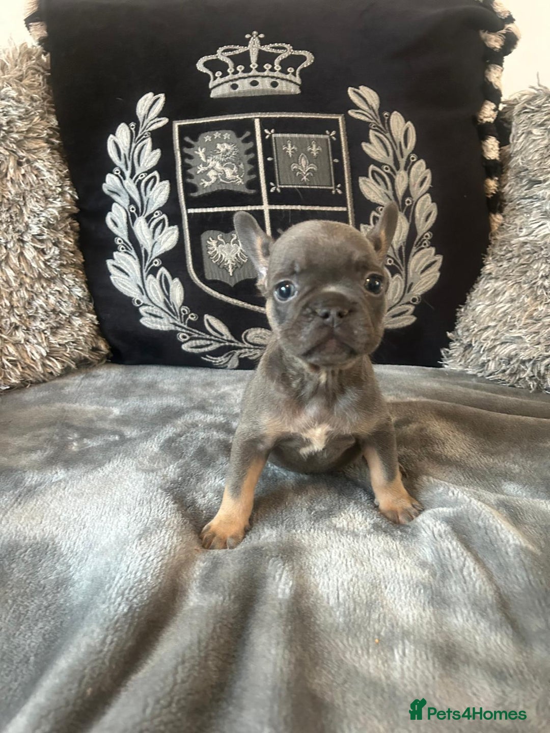 French Bulldog dogs for sale: French bulldog puppies solid blues lilac tans  - Image 3