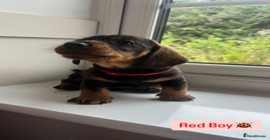 Dachshund dogs - Advert 7