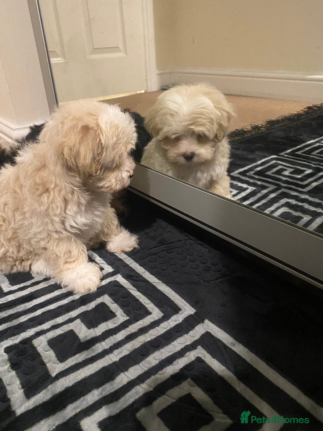 Maltipoo dogs for sale:  **  Korean maltipoo girls. - Advert 12