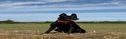 Belgian Shepherd Dog dogs for sale: Belgian Malinois for sale - Advert 2
