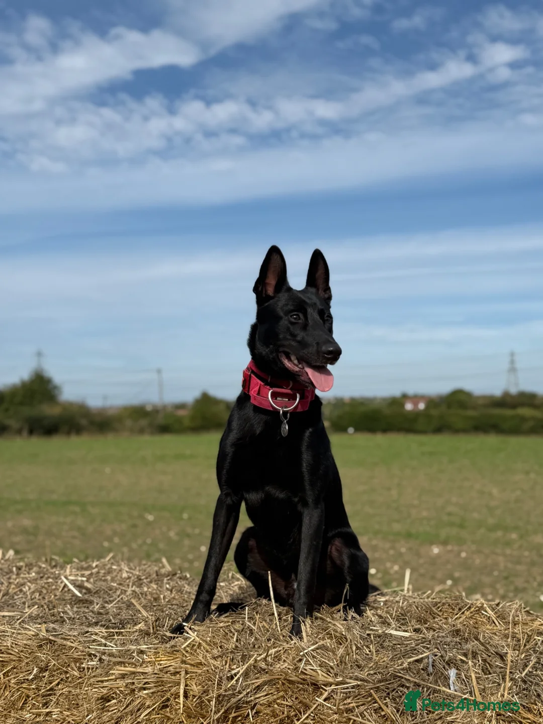 Belgian Shepherd Dog dogs for sale: Belgian Malinois for sale - Advert 2