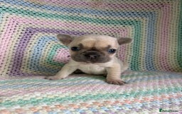 French Bulldog dogs for sale: 6 beautiful French bulldog puppies.  - Image 6